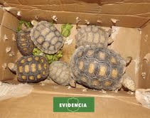 Carabineros incauta contrabando de animales exóticos en frontera con Bolivia