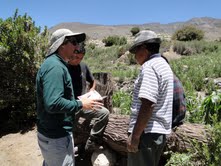 SAG inicia estudio poblacional del puma en la región de Tarapacá