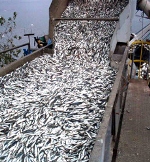 Indicaciones a Ley Larga de Pesca permitirá capacitar a trabajadores del sector