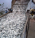 Chile ratifica tratado de la organización regional de pesca del Pacifico Sur