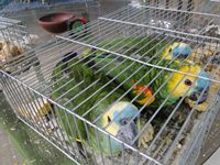 SAG decomisa 58 ejemplares de aves exóticas en control aduanero del Loa