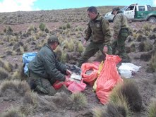 En cercanías de frontera con Bolivia Carabineros incautan marihuana y pasta base
