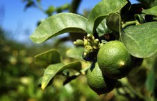 Agricultores buscan mejorar sustentabilidad del «limón de Pica»: Firmarán Acuerdo de producción Limpia