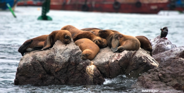Lento avance en investigación por venta ilegal de aceite de lobo marino en Iquique