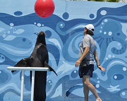 Vuelve el Show de los Lobos Marinos en el parque tamático de Playa Cavancha
