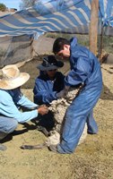 Chile se autodeclara país libre de brucelosis caprina y ovina