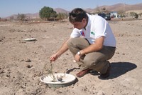 CONAF extiende plantaciones con sistema que permite forestar zonas áridas