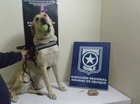 Aduaneros interceptan cocaína y marihuana en Región de Tarapacá