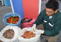 SAG decomisa 166 kilos de productos agrícolas en avanzada de Quillagua