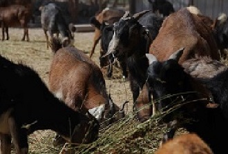 Chile libre de peste que afecta a pequeños rumiantes
