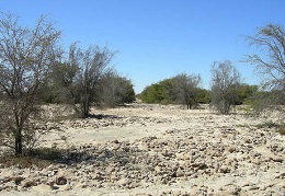 Destacan bondades de la Reserva Nacional Pampa del Tamarugal