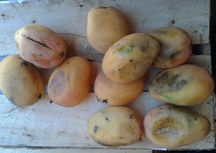 Descubren mangos contaminados con «Moscas de la Fruta» en Pica.