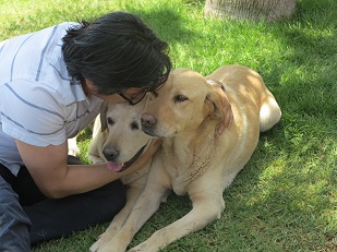 Sin fuerzas, estresados, con sed y hambre, perros labradores buscaban a sus dueños: Y los encontraron