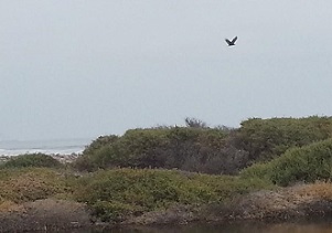 En desembocadura del río Loa recopilan información ambiental y ecológica para cuidar el ecosistema
