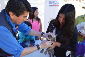 Mascotas reciben atención veterinaria durante operativo   en Chanavayita