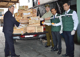 Sag detecta larvas de mosca de la fruta en productos decomisados