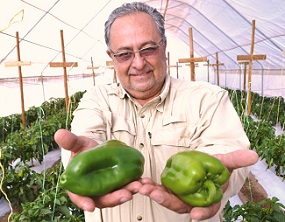 La aridez del desierto no impide que microempresario plante pimentones en la pampa iquiqueña