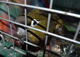 Tras ser rescatados de vía pública y casas particulares inician rehabilitación de 6 variedades de loros
