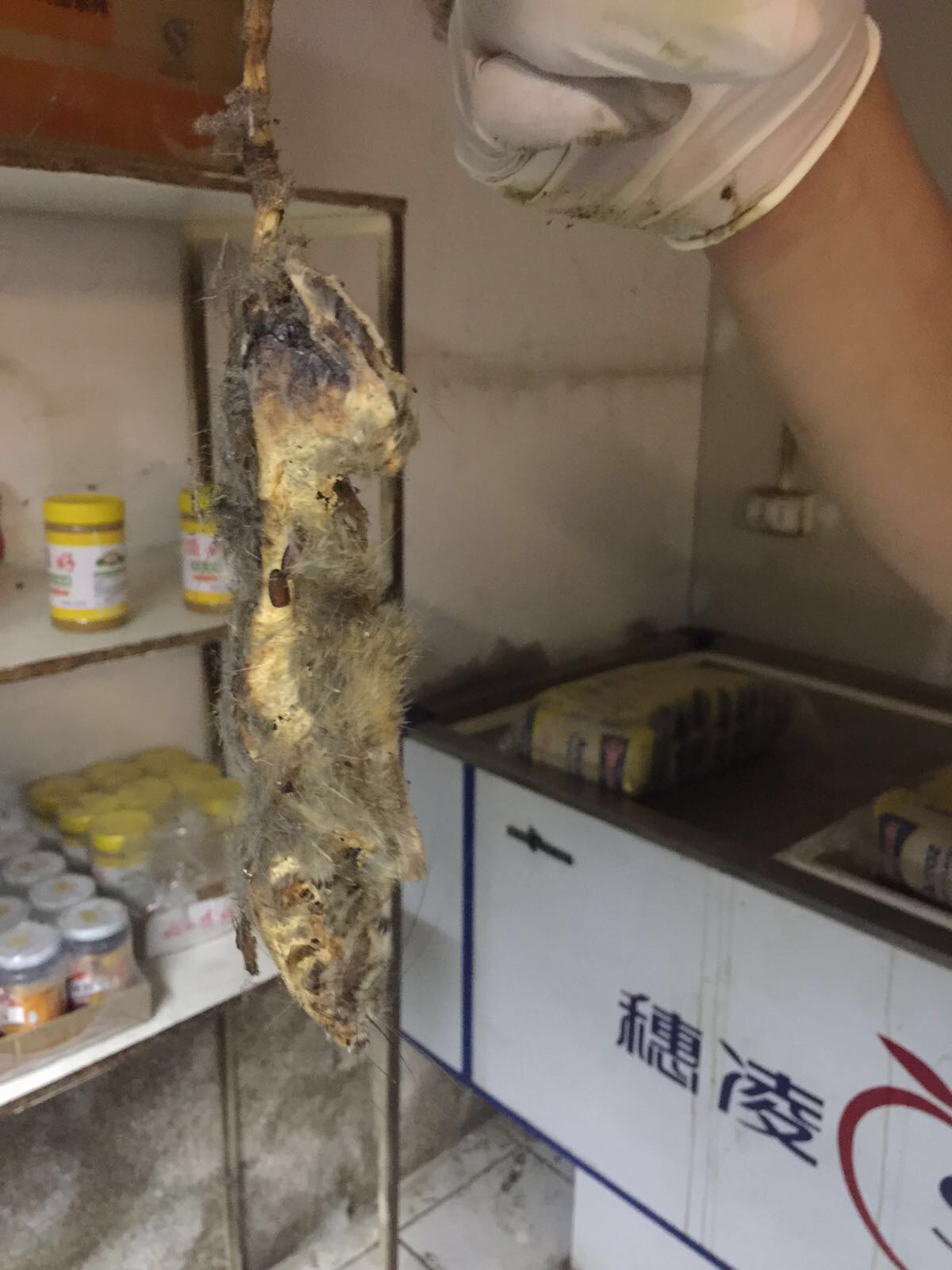 Cierran Sushi Iquique por graves infracciones sanitarias. Encuentran ratón muerto y plaga de baratas