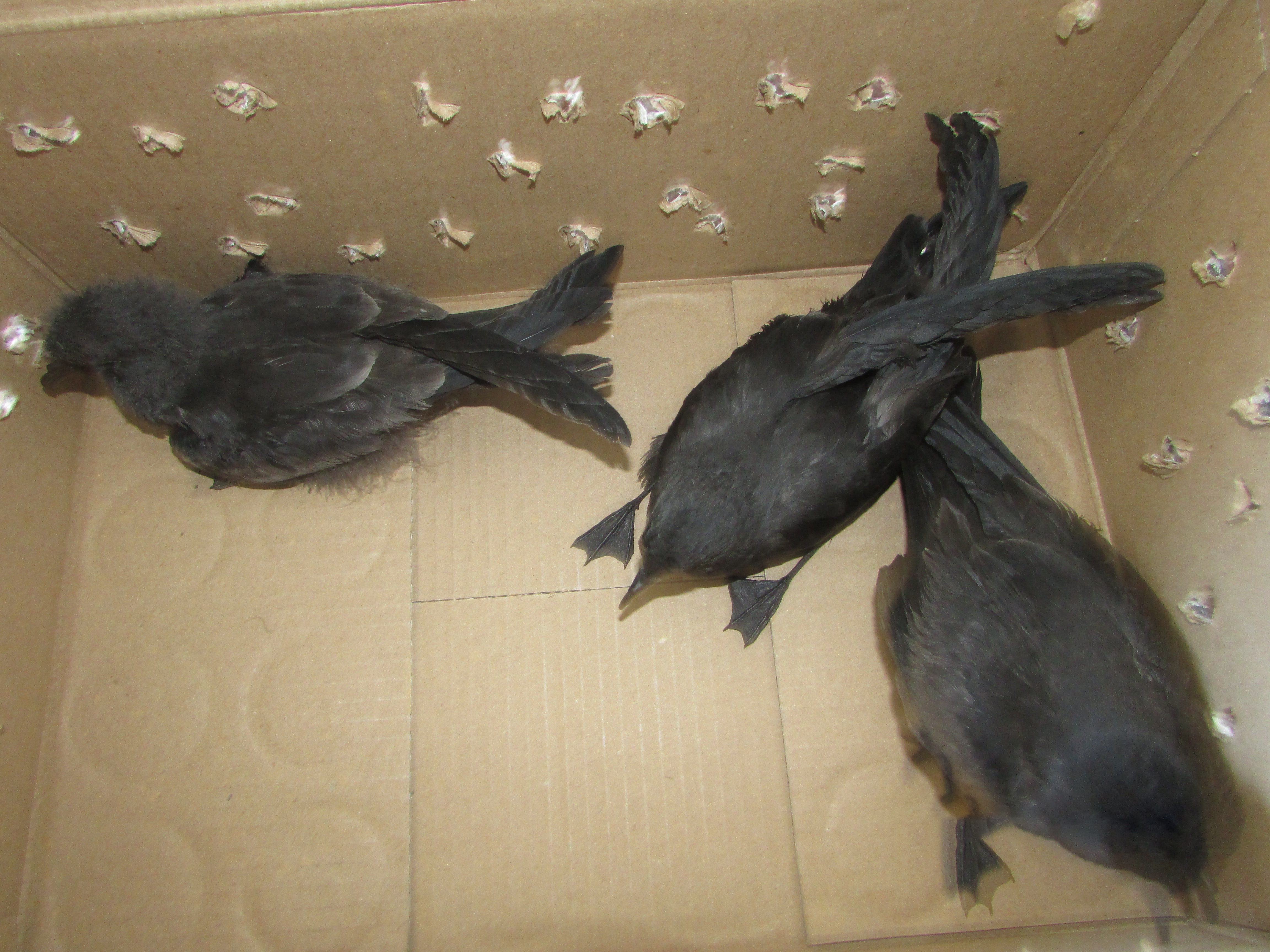 Vigilantes de ZOFRI rescatan aves en peligro de extinción