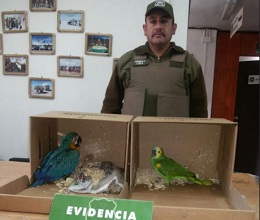 Descubre contrabando de guacamayo y loro hablador en ruta de Colchane