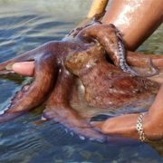 Veda para captura, comercialización, transporte, procesamiento, elaboración y almacenamiento del recurso Pulpo