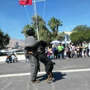 Brigada canina de Gendarmería en demostración de variadas maniobras