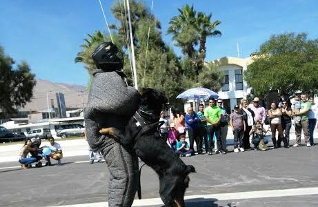 Brigada canina de Gendarmería en demostración de variadas maniobras