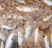 Investigadores apuntan a responsabilidad de salmoneras en crisis de Chiloé