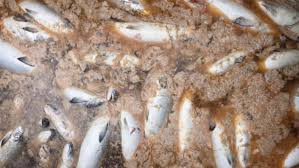 Investigadores apuntan a responsabilidad de salmoneras en crisis de Chiloé