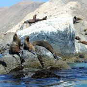 En Día Nacional de la Fauna Autóctona, fomenta la educación ambiental