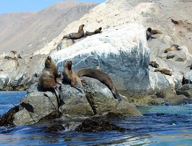 En Día Nacional de la Fauna Autóctona, fomenta la educación ambiental