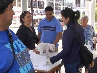Efectiva campaña de esterilización e identificación todos los miércoles en la plaza Prat de Iquique