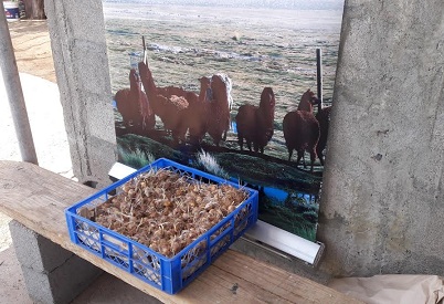 Abierta convocatoria para proyectos de innovación, con énfasis en agricultura familiar campesina