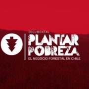 Decreto 701: El millonario bono gubernamental que financió a las grandes forestales