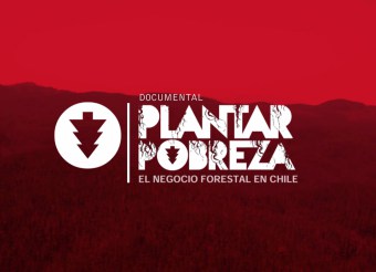 Decreto 701: El millonario bono gubernamental que financió a las grandes forestales