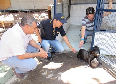 Lobitos marinos rescatados por Sernapesca, serán sometidos a un plan de recuperación en el Centro del municipio.