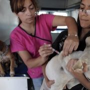 Intenso programa para esterilizar a más de 4 mil mascotas en Alto Hospicio