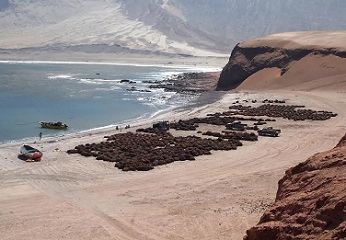 Comité de manejo algas pardas analiza medidas para evitar la sobre explotación y daño al recurso