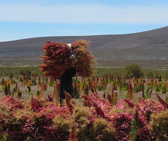 Potencian la producción comunitaria de quínoa en el Altiplano tarapaqueño