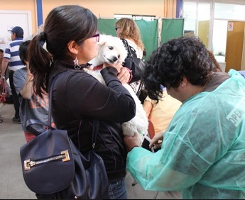 Operativo gratuito en Pozo Almonte y La Tirana para esterilizar mascotas