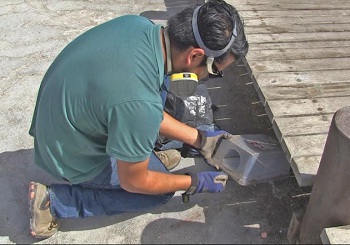Municipio de Iquique inició instalación de trampas para roedores en parques temáticos de Cavancha y Playa Brava