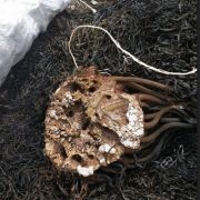 Sernapesca: En Tarapacá se concentran sanciones pesqueras por las ilegalidades en extracción de algas pardas