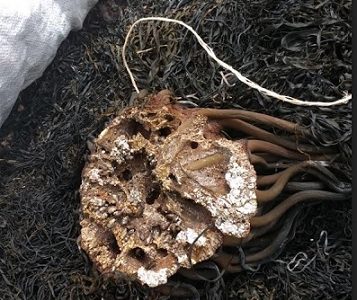 Sernapesca: En Tarapacá se concentran sanciones pesqueras por las ilegalidades en extracción de algas pardas