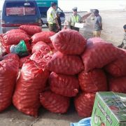 Alertan sobre decomiso de 10 toneladas de limones internados al país y que venderían como producto local