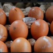 SAG realiza decomiso histórico de 34.820 huevos de gallina, producto de alto riesgo zoosanitario