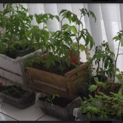 Innovador proyecto de huerto saludable en las instalaciones del FOSIS para acceder directamente a los alimentos