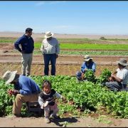 Programa de Fomento a la Calidad de CORFO inicia certificación a la producción agrícola en pleno desierto, en Pintados