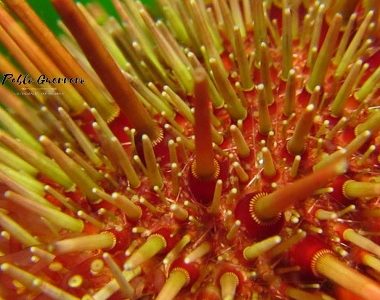 Exposición de fotografías submarina, cuenta cuentos y poesía, en jornada de «Museos de Medianoche»