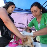 En Caleta San Marcos Municipalidad realiza atención de mascotas e instalación de microchip
